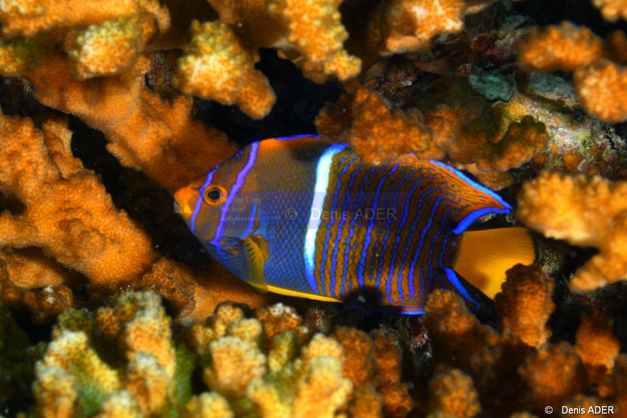 Holacanthus passer Poisson Ange royal du Pacifique Est juv-La Paz Swanee-6m-20181028-Denis-ADER-DSC_0988_tn.jpg